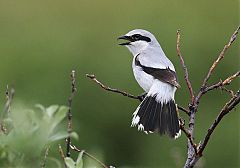 Northern Shrike